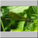 Calopteryx splendens - Gebaenderte Prachtlibelle w02.jpg